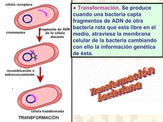 ● Transformación. Se produce
cuando una bacteria capta
fragmentos de ADN de otra
bacteria rota que esta libre en el
medio, atraviesa la membrana
celular de la bacteria cambiando
con ello la información genética
de ésta.
 