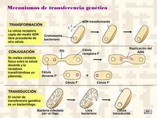Mecanismos de transferencia genética
+
TRANSFORMACIÓN
CONJUGACIÓN
TRANSDUCCIÓN
ADN transformante
Cromosoma
bacteriano
La célula receptora
capta del medio ADN
libre procedente de
otra célula.
Pili
Célula
donante F+
Célula
receptora F-
Replicación del
ADN
Célula F+
Célula F+
Se realiza contacto
físico entre la célula
donante y la
receptora
transfiriéndose un
plásmido.
El vector de
transferencia genética
es un bacteriófago.
Bacteria infectada
por un fago
Lisis
bacteriana
Célula
transducida
 