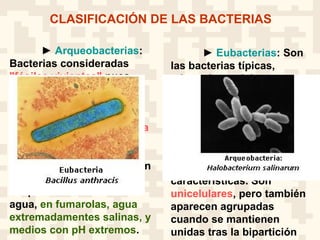 ► Arqueobacterias:
Bacterias consideradas
"fósiles vivientes" pues
viven en habitas que
parecen corresponder con
los que existieron en la
Tierra primitiva. La mayoría
son anaerobias, se
encuentran en ambientes
termales donde se alcanzan
temperaturas por encima
del punto de ebullición del
agua, en fumarolas, agua
extremadamentes salinas, y
medios con pH extremos.
► Eubacterias: Son
las bacterias típicas,
adaptadas a vivir en
cualquier ambiente,
terrestre o acuático,
pueden presentar todas
las formas de nutrición
conocidas.
La mayor parte de las
bacterias adoptan formas
características. Son
unicelulares, pero también
aparecen agrupadas
cuando se mantienen
unidas tras la bipartición
CLASIFICACIÓN DE LAS BACTERIAS
 