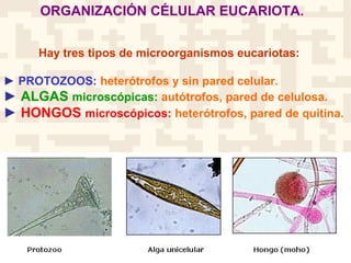 Hay tres tipos de microorganismos eucariotas:
► PROTOZOOS: heterótrofos y sin pared celular.
► ALGAS microscópicas: autótrofos, pared de celulosa.
► HONGOS microscópicos: heterótrofos, pared de quitina.
ORGANIZACIÓN CÉLULAR EUCARIOTA.
 