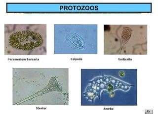 PROTOZOOS
 