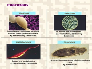 PROTOZOOS
SPOROZOA SARCODINA
CILIOPHORAMASTIGOPHORA
Generalmente inmóviles en estado de
madurez. Todos parásitos estrictos.
Ej. Plasmodium y Toxoplasma
Se mueven pos pseudopodos
Ej. Foraminíferos, radiolarios y
Entamoeba
Poseen uno o más flagelos
Ej. Trypanosoma y Leishmania
Llevan a cabo movimientos vibrátiles mediante
cilios
Ej. Paramecium
 