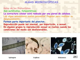 ALGAS MICROSCÓPICAS
Reino de los Protoctistas.
Son autótrofos, fotosintéticos
La estructura celular está rodeada por una pared de celulosa.
Las algas unicelulares suelen presentar flagelos para realizar su
desplazamiento.
Forman parte importante del plancton.
Reproducción puede ser asexual, por bipartición, o sexual.
En algunos grupos la reproducción sexual se realiza cuando las
condiciones del medio son desfavorables.
 