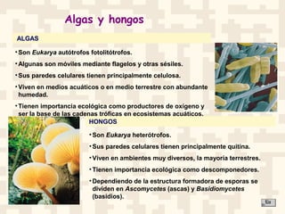 Algas y hongos
ALGAS
HONGOS
•Son Eukarya autótrofos fotolitótrofos.
•Algunas son móviles mediante flagelos y otras sésiles.
•Sus paredes celulares tienen principalmente celulosa.
•Viven en medios acuáticos o en medio terrestre con abundante
humedad.
•Tienen importancia ecológica como productores de oxígeno y
ser la base de las cadenas tróficas en ecosistemas acuáticos.
•Son Eukarya heterótrofos.
•Sus paredes celulares tienen principalmente quitina.
•Viven en ambientes muy diversos, la mayoría terrestres.
•Tienen importancia ecológica como descomponedores.
•Dependiendo de la estructura formadora de esporas se
dividen en Ascomycetes (ascas) y Basidiomycetes
(basidios).
 