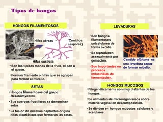 Tipos de hongos
HONGOS FILAMENTOSOS
SETAS
LEVADURAS
HONGOS MUCOSOS
Conidios
(esporas)
Hifas sustrato
Hifas aéreas
• Son hongos
filamentosos
unicelulares de
forma ovoide.
• Se reproducen
asexualmente por
gemación.
• Son importantes en
procesos
industriales de
fermentación.
Candida albicans es
una levadura capaz
de formar micelio.
• Son los típicos mohos de la fruta, el pan o
el queso.
• Forman filamento o hifas que se agrupan
para formar el micelio.
• Hongos filamentosos del grupo
Basidiomycetes.
• Sus cuerpos fructíferos se denominan
setas.
• La fusión de micelios haploides origina
hifas dicarióticas que formarán las setas.
• Filogenéticamente son muy distantes de los
hongos.
• Se alimentan de microorganismos sobre
materia vegetal en descomposición.
• Se dividen en hongos mucosos celulares y
acelulares.
 