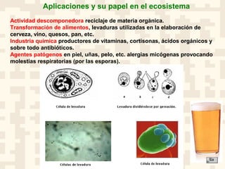 Aplicaciones y su papel en el ecosistema
Actividad descomponedora reciclaje de materia orgánica.
Transformación de alimentos, levaduras utilizadas en la elaboración de
cerveza, vino, quesos, pan, etc.
Industria química productores de vitaminas, cortisonas, ácidos orgánicos y
sobre todo antibióticos.
Agentes patógenos en piel, uñas, pelo, etc. alergias micógenas provocando
molestias respiratorias (por las esporas).
 