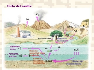 Ciclo del azufre
SO2
SO2
Putrefacción
HS-R
CaSO4
FeS
SO2
4
−
O2
H2S (g)
HS
−
S 0
SO2
4
−
Reducción
desasimilatoria
Ambiente
óxico SO2
4
−
Ambiente
anóxico SO2
4
−
HS
−
Bacterias
quimiolitotróficas
oxigénicas
Bacterias
fototróficas
anoxigénicas
Reducción
asimilatoria
S 0
 