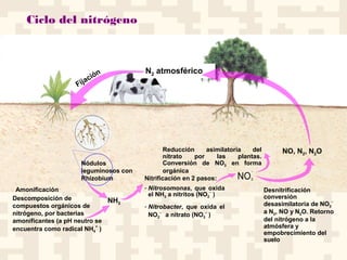 Ciclo del nitrógeno
Nitrificación en 2 pasos:
- Nitrosomonas, que oxida
el NH3 a nitritos (NO2
−
)
- Nitrobacter, que oxida el
NO2
−
a nitrato (NO3
−
)
Desnitrificación
conversión
desasimilatoria de NO3
−
a N2, NO y N2O. Retorno
del nitrógeno a la
atmósfera y
empobrecimiento del
suelo
Reducción asimilatoria del
nitrato por las plantas.
Conversión de NO3 en forma
orgánica
Nódulos
leguminosos con
Rhizobium
NO, N2, N2O
NH3
NO3
−
N2 atmosférico
Descomposición de
compuestos orgánicos de
nitrógeno, por bacterias
amonificantes (a pH neutro se
encuentra como radical NH4
+
)
Amonificación
Fijación
 