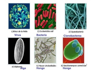 Virus Bacteria Cianobacterea
Alga Hongo Hongo
 