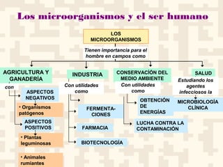 Los microorganismos y el ser humano
AGRICULTURA Y
GANADERÍA
ASPECTOS
NEGATIVOS
ASPECTOS
POSITIVOS
FERMENTA-
CIONES
FARMACIA
BIOTECNOLOGÍA
OBTENCIÓN
DE
ENERGÍAS
LUCHA CONTRA LA
CONTAMINACIÓN
MICROBIOLOGÍA
CLÍNICA
CONSERVACÍÓN DEL
MEDIO AMBIENTE
SALUD
Tienen importancia para el
hombre en campos como
LOS
MICROORGANISMOS
• Organismos
patógenos
• Plantas
leguminosas
• Animales
rumiantes
con
INDUSTRIA
Con utilidades
como
Con utilidades
como
Estudiando los
agentes
infecciosos la
 