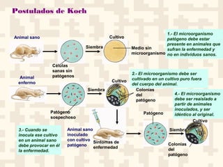 Postulados de Koch
Animal sano
Animal
enfermo
Siembra
Siembra
Cultivo
Cultivo
Medio sin
microorganismos
Colonias
del
patógeno
Patógeno
sospechoso
Animal sano
inoculado
con cultivo
patógeno
Síntomas de
enfermedad
Patógeno
Siembra
Cultivo
Colonias
del
patógeno
1.- El microorganismo
patógeno debe estar
presente en animales que
sufran la enfermedad y
no en individuos sanos.
2.- El microorganismo debe ser
cultivado en un cultivo puro fuera
del cuerpo del animal.
3.- Cuando se
inocula ese cultivo
en un animal sano
debe provocar en él
la enfermedad.
4.- El microorganismo
debe ser reaislado a
partir de animales
inoculados, y ser
idéntico al original.
Células
sanas sin
patógenos
 