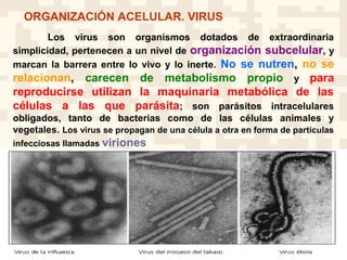 .
Los virus son organismos dotados de extraordinaria
simplicidad, pertenecen a un nivel de organización subcelular, y
marcan la barrera entre lo vivo y lo inerte. No se nutren, no se
relacionan, carecen de metabolismo propio y para
reproducirse utilizan la maquinaria metabólica de las
células a las que parásita; son parásitos intracelulares
obligados, tanto de bacterias como de las células animales y
vegetales. Los virus se propagan de una célula a otra en forma de partículas
infecciosas llamadas viriones
ORGANIZACIÓN ACELULAR. VIRUS
 
