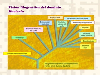 Visión filogenética del dominio
Bacteria
Aquifex / Hydrogenobacter
Thermotoga
Bacterias verdes no
del azufre
Deinococos y
parientes
Espiroquetas
Bacterias
verdes del
azufre
Bacteroides - Flavobacterias
Planctomyces y parientes
Clamydiae
Bacterias
Gram positivas
Cianobacterias
Bacterias
rojas
Filogenéticamente se distinguen doce
reinos en el dominio Bacteria
 