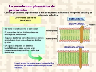 La membrana plasmática de
procariotas
Constituye una fina capa de unos 8 mm de espesor: mantiene la integridad celular y es
altamente selectiva.
ESTRUCTURA
Proteína
Fosfolípidos
Fosfolípidos
• No tiene esteroles como el colesterol.
• El porcentaje de los distintos tipos de
fosfolípidos es diferente.
• Algunas bacterias como las arqueas tienen
unidades de isopreno en lugar de ácidos
grasos.
• En algunas arqueas las cadenas
hidrofóbicas de cada lado se unen
covalentemente entre sí formando una
monocapa.
Diferencias con la de
eucariotas
BICAPA LIPÍDICA
MONOCAPA LIPÍDICA
La estructura de monocapa es más estable y
resistente en ambientes con temperaturas
elevadas.
 