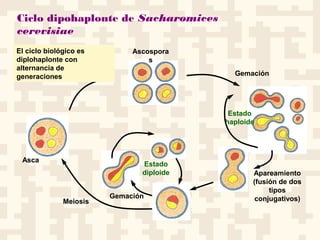 Ciclo dipohaplonte de Sacharomices
cerevisiae
Asca
Ascospora
s
Gemación
Estado
haploide
Apareamiento
(fusión de dos
tipos
conjugativos)
Estado
diploide
Meiosis
Gemación
El ciclo biológico es
diplohaplonte con
alternancia de
generaciones
 