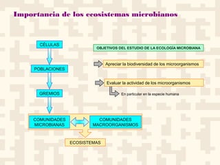 Importancia de los ecosistemas microbianos
CÉLULAS
POBLACIONES
GREMIOS
COMUNIDADES
MICROBIANAS
COMUNIDADES
MACROORGANISMOS
ECOSISTEMAS
OBJETIVOS DEL ESTUDIO DE LA ECOLOGÍA MICROBIANA
Apreciar la biodiversidad de los microorganismos
Evaluar la actividad de los microorganismos
En particular en la especie humana
 