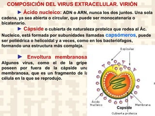 ► Ácido nucleico: ADN o ARN, nunca los dos juntos. Una sola
cadena, ya sea abierta o circular, que puede ser monocatenaria o
bicatenario.
► Cápside o cubierta de naturaleza proteica que rodea al Ác.
Nucleico, está formada por subunidades llamadas capsómeros, puede
ser poliédrica o helicoidal y a veces, como en los bacteriófagos,
formando una estructura más compleja.
COMPOSICIÓN DEL VIRUS EXTRACELULAR. VIRIÓN
► Envoltura membranosa.
Algunos virus, como el de la gripe,
poseen por fuera de la cápside una
membranosa, que es un fragmento de la
célula en la que se reprodujo.
Capside
 