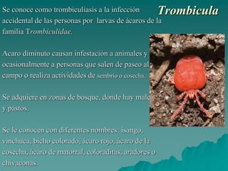 Trombicula
Se conoce como trombiculiasis a la infección
accidental de las personas por larvas de ácaros de la
familia Trombiculidae.
Acaro diminuto causan infestación a animales y
ocasionalmente a personas que salen de paseo al
campo o realiza actividades de sembrío o cosecha.
Se adquiere en zonas de bosque, donde hay malezas
y pastos.
Se le conocen con diferentes nombres: isango,
vinchuca, bicho colorado, ácaro rojo, ácaro de la
cosecha, ácaro de matorral, coloraditas, aradores o
chivaconas.
 