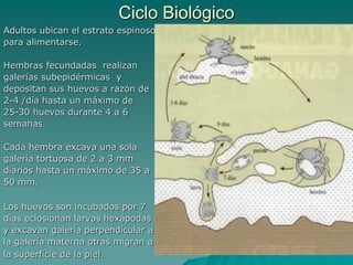 Ciclo Biológico
Adultos ubican el estrato espinoso
para alimentarse.
Hembras fecundadas realizan
galerías subepidérmicas y
depositan sus huevos a razón de
2-4 /día hasta un máximo de
25-30 huevos durante 4 a 6
semanas.
Cada hembra excava una sola
galería tortuosa de 2 a 3 mm
diarios hasta un máximo de 35 a
50 mm.
Los huevos son incubados por 7
días eclosionan larvas hexápodas
y excavan galería perpendicular a
la galería materna otras migran a
la superficie de la piel.
 