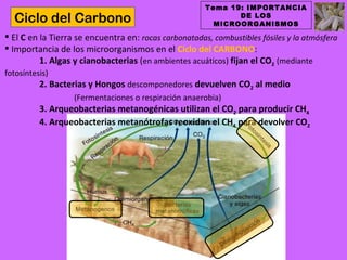Tema 19: IMPORTANCIA
  Ciclo del Carbono                                           DE LOS
                                                         MICROORGANISMOS

 El C en la Tierra se encuentra en: rocas carbonatadas, combustibles fósiles y la atmósfera
 Importancia de los microorganismos en el Ciclo del CARBONO:
          1. Algas y cianobacterias (en ambientes acuáticos) fijan el CO2 (mediante
fotosíntesis)
          2. Bacterias y Hongos descomponedores devuelven CO2 al medio
                   (Fermentaciones o respiración anaerobia)
          3. Arqueobacterias metanogénicas utilizan el CO2 para producir CH4
          4. Arqueobacterias metanótrofas reoxidan el CH4 para devolver CO2
 