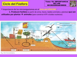 Tema 19: IMPORTANCIA
 Ciclo del Fósforo                                           DE LOS
                                                        MICROORGANISMOS

 Importancia de los microorganismos en el Ciclo del FÓSFORO:
         1. Producen fosfatos (a partir de orina, heces, tejidos animales y plantas) que son
utilizados por plantas  animales (para construir ATP o ácidos nucleicos)
 