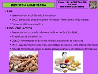 Tema 19: IMPORTANCIA
                                                        DE LOS
     INDUSTRIA ALIMENTARIA                         MICROORGANISMOS

 PAN:
    • Fermentación alcohólica de S. cerevisae
    • El CO2 producido queda retenido formando formando la miga de pan
    • El alcohol etílico se volatiliza
 PRODUCTOS LÁCTEOS:
    • Fermentación láctica de la lactosa de la leche  ácido láctico
    • Streptococcus, Leuconostoc
    • QUESO: fermentación de bacterias y hongos (Penicillium) de la cuajada
    • MANTEQUILLA: fermentación de Streptococcus que agria la leche produciendo la nata
    • YOGUR: fermentación láctica de Lactobacillus bulgaricus y Streptococcus termophilus
 