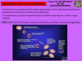 Tema 19: IMPORTANCIA
 INGENIERÍA GENÉTICA MICROBIANA                         DE LOS
                                                   MICROORGANISMOS

 Consiste en la introducción de un gen (que produce una molécula de interés) en el
genoma de una bacteria a través de sus plásmidos
 Las bacterias con estos fragmentos extra de ADN se reproducen y clonan el gen
recibido
USOS: obtención de fármacos, vacunas, hormonas, proteínas, vitaminas, plaguicidas
 