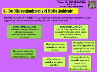 Tema 19: IMPORTANCIA
                                                    DE LOS
                                               MICROORGANISMOS

5.- Los Microorganismos y el Medio Ambiente
BIOTECNOLOGÍA AMBIENTAL: procesos mediados por microorganismos cuyo
objetivo es la conservación y protección del medio ambiente

      BIORREMEDIACIÓN                          BIODEGRADACIÓN
    Uso de microorganismos para             Uso de microorganismos para
         eliminar sustancias               degradar materiales como papel,
      contaminantes del medio                   pintura, fibras textiles,
              ambiente                              hidrocarburos

                                                             Biodegradación de la
                                  Biodegradación de
                                                             materia orgánica de
                                  petróleo en mareas
                                                             aguas residuales para
       Biorremediación con              negras
                                                                su depuración
        árboles para extraer
      contaminantes del suelo                             Biodegradación de
                                   Obtención de            materia orgánica
                                  metales, uranio o          para obtener
                                      petróleo              biocarburantes
                                                         (biodiésel, bioetanol)
 