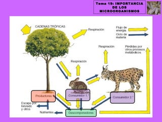 Tema 19: IMPORTANCIA
       DE LOS
  MICROORGANISMOS
 