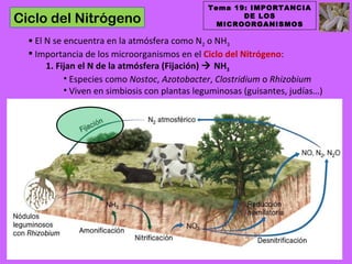 Tema 19: IMPORTANCIA
Ciclo del Nitrógeno                                   DE LOS
                                                 MICROORGANISMOS

   El N se encuentra en la atmósfera como N2 o NH3
   Importancia de los microorganismos en el Ciclo del Nitrógeno:
       1. Fijan el N de la atmósfera (Fijación)  NH3
            • Especies como Nostoc, Azotobacter, Clostridium o Rhizobium
            • Viven en simbiosis con plantas leguminosas (guisantes, judías…)
 