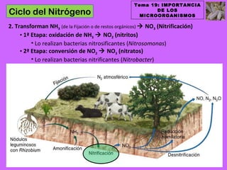 Tema 19: IMPORTANCIA
Ciclo del Nitrógeno                                         DE LOS
                                                       MICROORGANISMOS

2. Transforman NH3 (de la Fijación o de restos orgánicos)  NO3 (Nitrificación)
     • 1ª Etapa: oxidación de NH3  NO2 (nitritos)
          • Lo realizan bacterias nitrosificantes (Nitrosomonas)
     • 2ª Etapa: conversión de NO2  NO3 (nitratos)
          • Lo realizan bacterias nitrificantes (Nitrobacter)
 