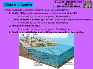 Tema 19: IMPORTANCIA
Ciclo del Azufre                                         DE LOS
                                                    MICROORGANISMOS

 Importancia de los microorganismos en el Ciclo del AZUFRE:
    1. Oxidan el H2S (de la materia orgánica en descomposición) a Azufre
        • Producido por bacterias del género Thiobacterium
    2. Oxidan el Azufre a Sulfatos (que pueden ser usados por organismos fotosintéticos)
        • Producido por bacterias del género Thiobacillus
    3. Reducen los Sulfatos a H2S
        • Producido por bacterias del género Desulfovibrio
    4. Debido a su actividad producen H2S que se acumula en la atmósfera
 