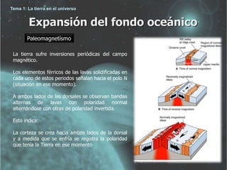 Tema 1: La tierra en el universo 
Expansión del fondo oceánico 
Paleomagnetísmo 
La tierra sufre inversiones periódicas del campo 
magnético. 
Los elementos férricos de las lavas solidificadas en 
cada uno de estos periodos señalan hacia el polo N 
(situación en ese momento). 
A ambos lados de las dorsales se observan bandas 
alternas de lavas con polaridad normal 
alternándose con otras de polaridad invertida. 
Esto indica: 
La corteza se crea hacia ambos lados de la dorsal 
y a medida que se enfría se registra la polaridad 
que tenía la Tierra en ese momento 
 