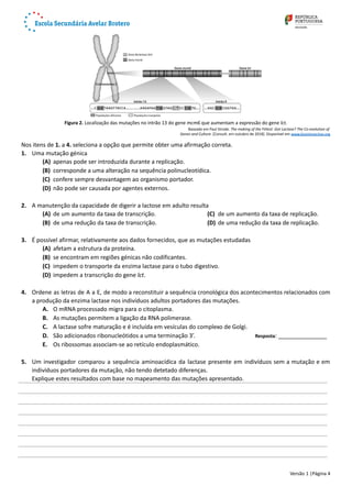 Figura 2. Localização das mutações no intrão 13 do gene mcm6 que aumentam a expressão do gene lct.
Baseado em Paul Strode. The making of the Fittest: Got Lactase? The Co-evolution of 
Genes and Culture. [Consult. em outubro de 2018]. Disponível em www.biointeractive.org
Nos itens de 1. a 4. seleciona a opção que permite obter uma afirmação correta.
1. Uma mutação génica 
(A) apenas pode ser introduzida durante a replicação.
(B) corresponde a uma alteração na sequência polinucleotídica.
(C) confere sempre desvantagem ao organismo portador.
(D) não pode ser causada por agentes externos.
2. A manutenção da capacidade de digerir a lactose em adulto resulta 
(A) de um aumento da taxa de transcrição. 
(B) de uma redução da taxa de transcrição. 
(C) de um aumento da taxa de replicação. 
(D) de uma redução da taxa de replicação. 
3. É possível afirmar, relativamente aos dados fornecidos, que as mutações estudadas
(A) afetam a estrutura da proteína.
(B) se encontram em regiões génicas não codificantes.
(C) impedem o transporte da enzima lactase para o tubo digestivo.
(D) impedem a transcrição do gene lct.
4. Ordene as letras de A a E, de modo a reconstituir a sequência cronológica dos acontecimentos relacionados com
a produção da enzima lactase nos indivíduos adultos portadores das mutações.
A. O mRNA processado migra para o citoplasma. 
B. As mutações permitem a ligação da RNA polimerase.
C. A lactase sofre maturação e é incluída em vesículas do complexo de Golgi. 
D. São adicionados ribonucleótidos a uma terminação 3’.  Resposta: _______________
E. Os ribossomas associam-se ao retículo endoplasmático. 
5. Um investigador comparou a sequência aminoacídica da lactase presente em indivíduos sem a mutação e em
indivíduos portadores da mutação, não tendo detetado diferenças.
Explique estes resultados com base no mapeamento das mutações apresentado.
Versão 1 |Página 4
 