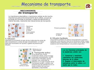Mecanismo de transporte
Las dos funciones principales de
la membrana celular son:
1. Conservar y mantener
constantes las condiciones
internas de la célula.
2. Regular el intercambio de
sustancias entre la célula y el
medio que la rodea.
 