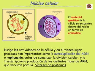 El material
genético de la
célula se encuentra
dentro del núcleo
en forma de
cromatina.
Dirige las actividades de la célula y en él tienen lugar
procesos tan importantes como la autodupliación del ADN
o replicación, antes de comenzar la división celular, y la
transcripción o producción de los distintos tipos de ARN,
que servirán para la. Síntesis de proteínas.
Núcleo celular
 