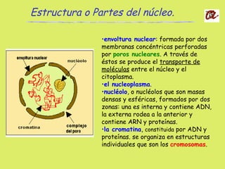 •envoltura nuclear: formada por dos
membranas concéntricas perforadas
por poros nucleares. A través de
éstos se produce el transporte de
moléculas entre el núcleo y el
citoplasma.
•el nucleoplasma.
•nucléolo, o nucléolos que son masas
densas y esféricas, formados por dos
zonas: una es interna y contiene ADN,
la externa rodea a la anterior y
contiene ARN y proteínas.
•la cromatina, constituida por ADN y
proteínas. se organiza en estructuras
individuales que son los cromosomas.
Estructura o Partes del núcleo.
 