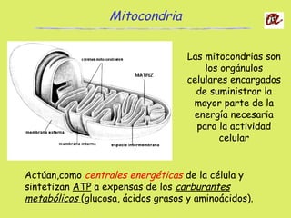 Mitocondria
Las mitocondrias son
los orgánulos
celulares encargados
de suministrar la
mayor parte de la
energía necesaria
para la actividad
celular
Actúan,como centrales energéticas de la célula y
sintetizan ATP a expensas de los carburantes
metabólicos (glucosa, ácidos grasos y aminoácidos).
 