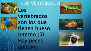LOS VERTEBRADOS
Los
vertebrados
son los que
tienen hueso
interno (5)
Hay peces,
anfibios
 