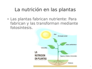 1
La nutrición en las plantas
● Las plantas fabrican nutriente: Para
fabrican y las transforman mediante
fotosíntesis.
 