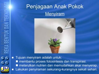 Penjagaan Anak Pokok
Menyiram
■ Tujuan menyiram adalah untuk:
 membantu proses fotosintesis dan transpirasi.
 melarutkan nutrien dan memudahkan akar menyerap.
■ Lakukan penyiraman sekurang-kurangnya sekali sehari.
 