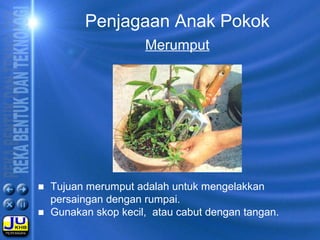 Penjagaan Anak Pokok
Merumput
■ Tujuan merumput adalah untuk mengelakkan
persaingan dengan rumpai.
■ Gunakan skop kecil, atau cabut dengan tangan.
 