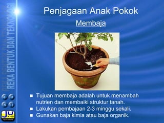 Penjagaan Anak Pokok
Membaja
■ Tujuan membaja adalah untuk menambah
nutrien dan membaiki struktur tanah.
■ Lakukan pembajaan 2-3 minggu sekali.
■ Gunakan baja kimia atau baja organik.
 