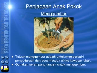 Penjagaan Anak Pokok
Menggembur
■ Tujuan menggembur adalah untuk memperbaiki
pengudaraan dan penembusan air ke kawasan akar.
■ Gunakan serampang tangan untuk menggembur.
 