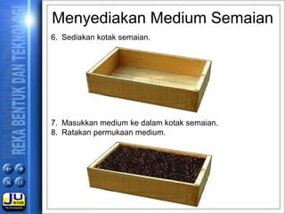 Menyediakan Medium Semaian
6. Sediakan kotak semaian.
7. Masukkan medium ke dalam kotak semaian.
8. Ratakan permukaan medium.
 