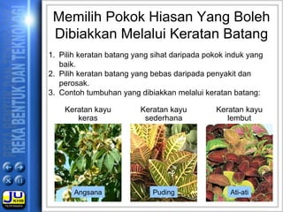 Memilih Pokok Hiasan Yang Boleh
Dibiakkan Melalui Keratan Batang
1. Pilih keratan batang yang sihat daripada pokok induk yang
baik.
2. Pilih keratan batang yang bebas daripada penyakit dan
perosak.
3. Contoh tumbuhan yang dibiakkan melalui keratan batang:
Angsana Puding Ati-ati
Keratan kayu
keras
Keratan kayu
sederhana
Keratan kayu
lembut
 