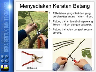 Menyediakan Keratan Batang
1. Pilih dahan yang sihat dan yang
berdiameter antara 1 cm - 1.5 cm.
2. Potong dahan tersebut sepanjang
10 cm – 15 cm dengan sekateur.
3. Potong bahagian pangkal secara
serong.
.
Sekateur
 