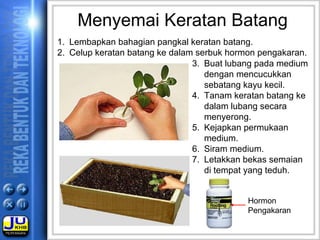 Menyemai Keratan Batang
1. Lembapkan bahagian pangkal keratan batang.
2. Celup keratan batang ke dalam serbuk hormon pengakaran.
3. Buat lubang pada medium
dengan mencucukkan
sebatang kayu kecil.
4. Tanam keratan batang ke
dalam lubang secara
menyerong.
5. Kejapkan permukaan
medium.
6. Siram medium.
7. Letakkan bekas semaian
di tempat yang teduh.
Hormon
Pengakaran
 