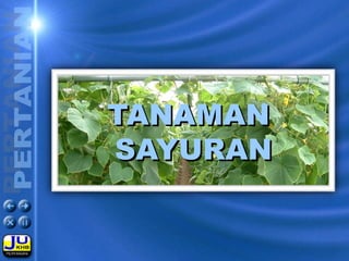 TANAMANTANAMAN
SAYURANSAYURAN
 