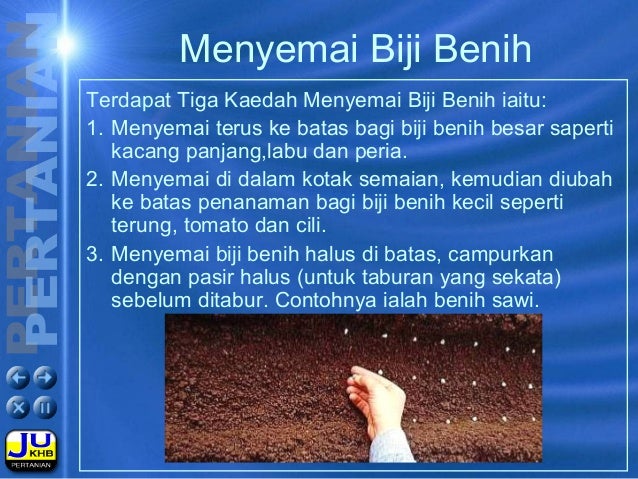 Image result for cara menanam biji benih